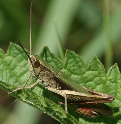Réf. 51 493 : Chorthippus sp.