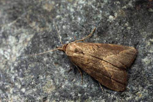 Schrankia sp.