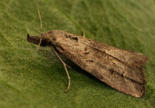Schrankia sp.