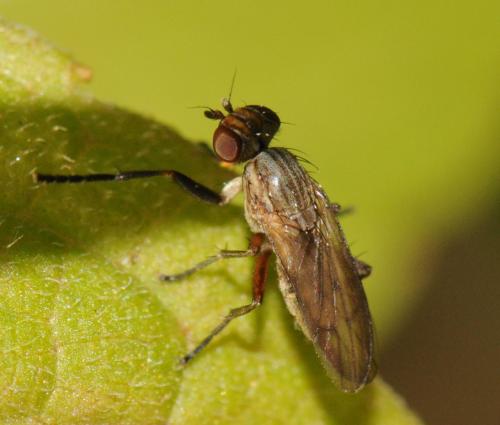 Pherbellia cinerella