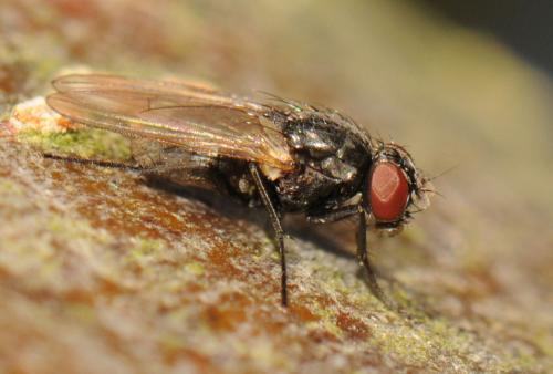 Hydrotaea armipes