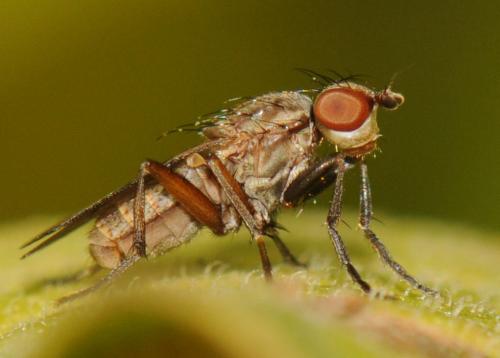 Pherbellia cinerella