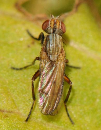 Pherbellia cinerella
