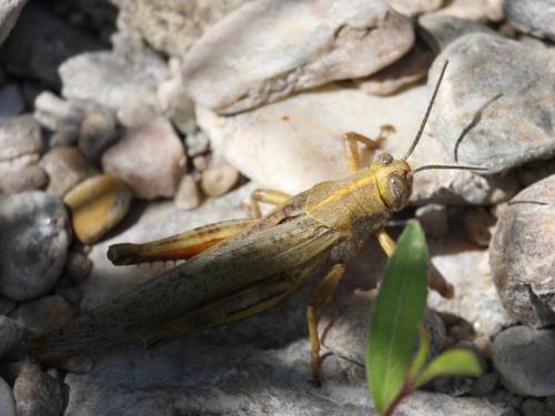 Anacridium aegyptium