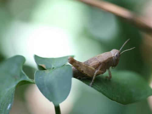 Pezotettix giornae