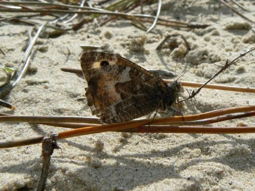Réf. 51 313 : Hipparchia semele