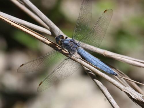 Orthetrum brunneum