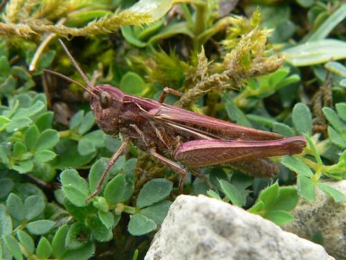 Chorthippus sp.