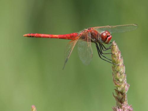 Sympetrum fonscolombii