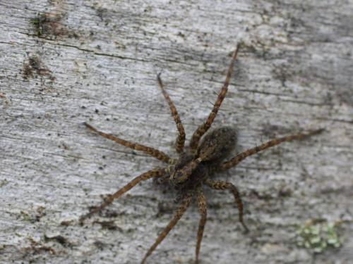 Pardosa sp.
