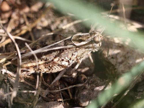 Calliptamus sp.