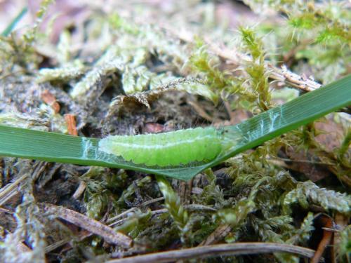 Réf. 51 027 : Rivula sericealis