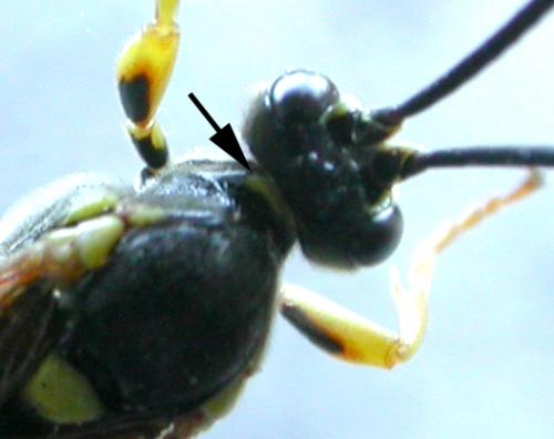 Réf. 51 835 : Ichneumoninae inconnu