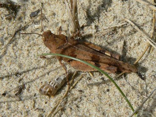 Oedipoda caerulescens caerulescens