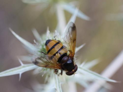 Réf. 51 135 : Volucella inanis