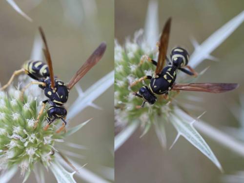 Polistes dominula