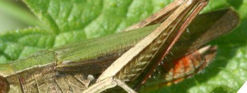 Chorthippus sp.