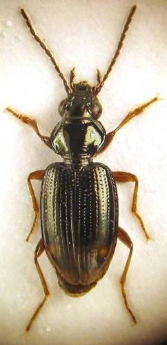 Réf. 51 905 : Bembidion lunulatum
