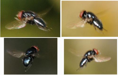 Hydrotaea ignava