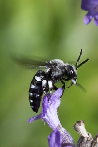 Réf. 51 626 : Thyreus sp.