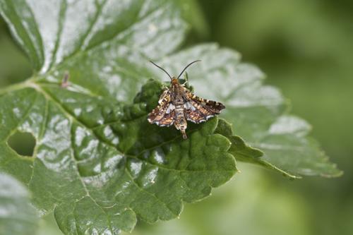Thyris fenestrella