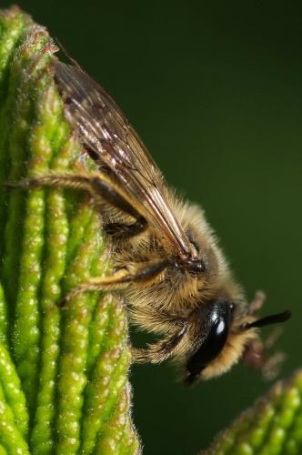 Andrena sp.