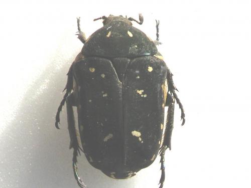 Hemiprotaetia boudanti