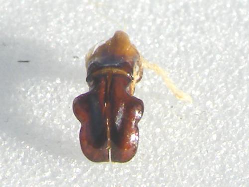 Hemiprotaetia boudanti