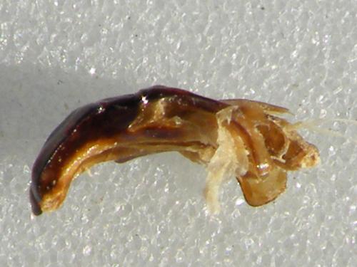 Hemiprotaetia boudanti