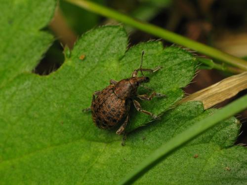 Donus sp.