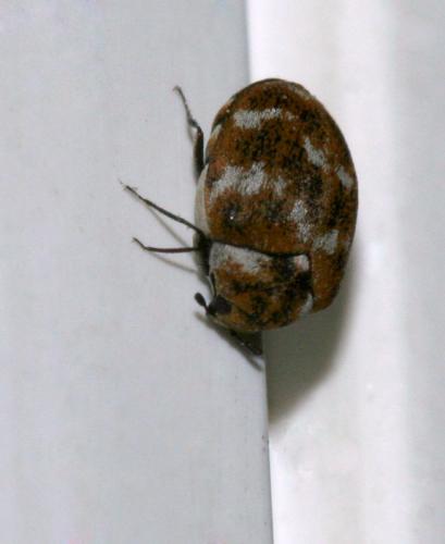 Anthrenus verbasci
