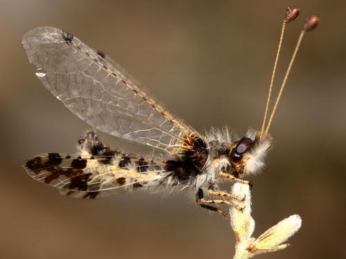 Réf. 51 056 : Puer maculatus