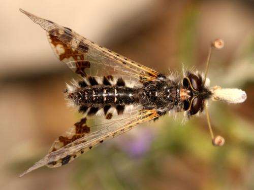 Réf. 51 058 : Puer maculatus