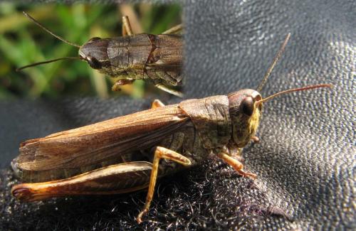 Réf. 51 120 : Stauroderus scalaris scalaris