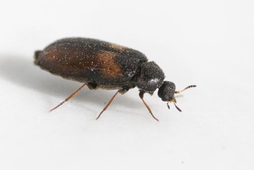 Réf. 51 332 : Reesa vespulae