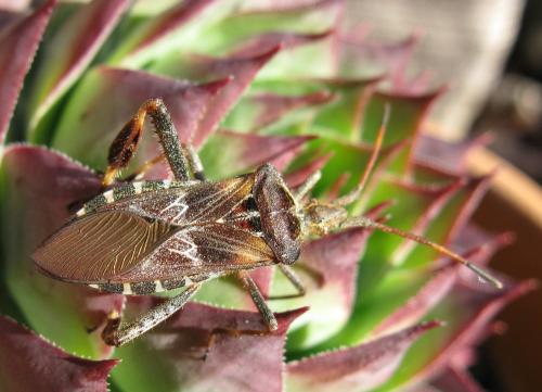 Leptoglossus occidentalis
