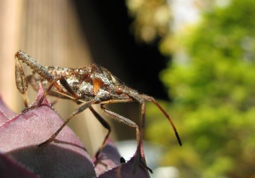 Leptoglossus occidentalis