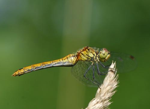 Sympetrum sanguineum