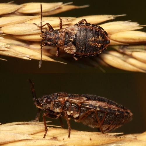 Réf. 51 422 : Nithecus jacobaeae
