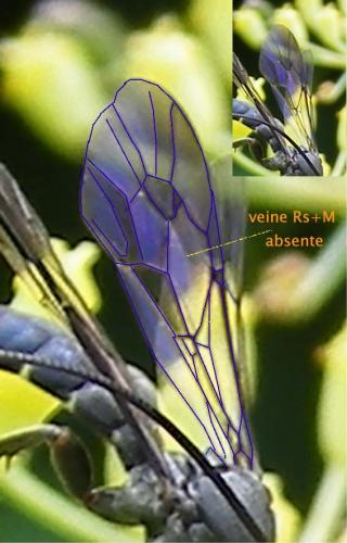 Metopius sp.
