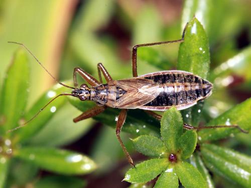Réf. 51 536 : Nabis flavomarginatus