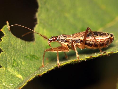 Nabis flavomarginatus