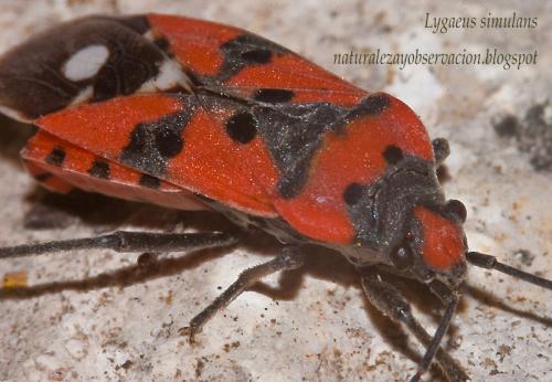 Lygaeus sp.