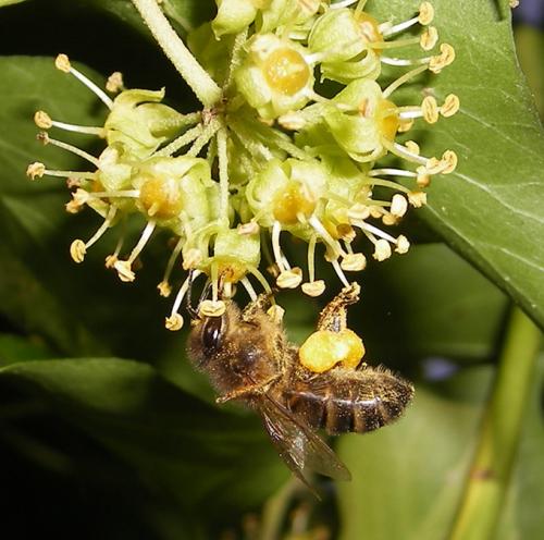 Apis mellifera