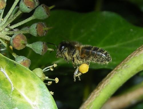 Réf. 51 671 : Apis mellifera