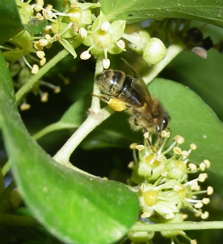 Apis mellifera