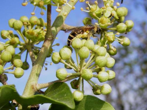 Colletes sp.
