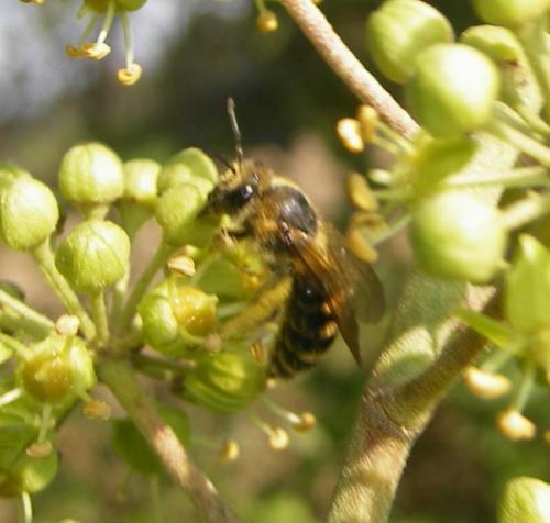 Colletes hederae