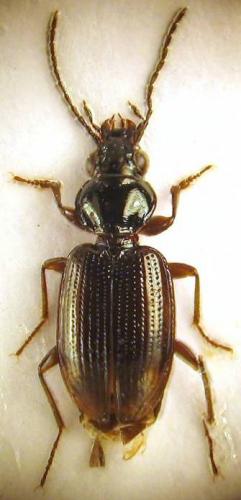 Réf. 51 906 : Bembidion lunulatum