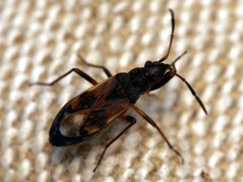 Réf. 51 574 : Ligyrocoris sylvestris